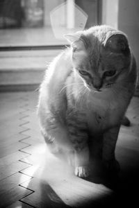 Close-up of cat