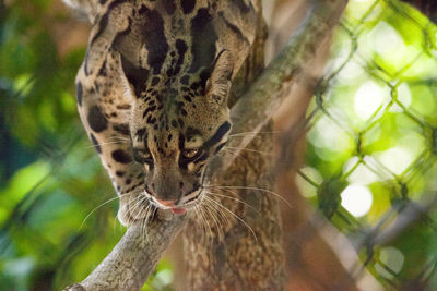 Male adult clouded leopard neofelis nebulosa is listed as vulnerable and can be found in asia.