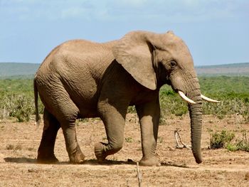 Full length of elephant on field