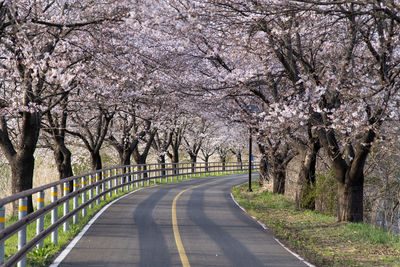 View of the empty street full of cherry blossoms