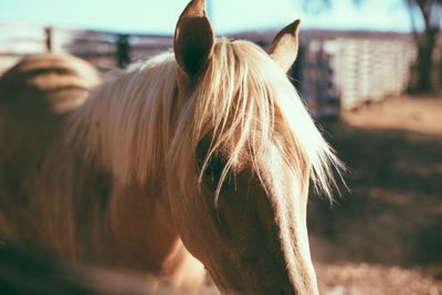 Brown horse on field