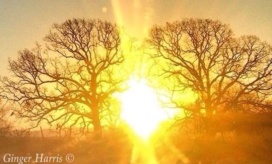 SUN SHINING THROUGH TREES