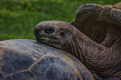Close up of tortoise