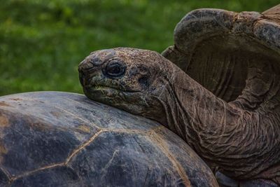 Close up of animal