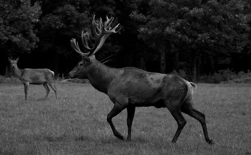 Deer in a field