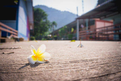 Close-up of white flower against blurred background