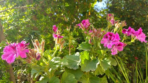 Close-up of pink flowers