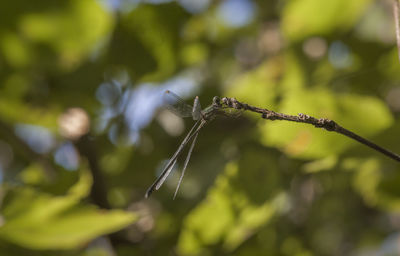 Close-up of spider web on plant