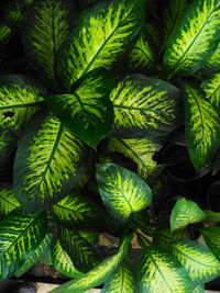 Full frame shot of green leaves