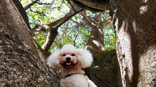 Portrait of dog sitting on tree trunk