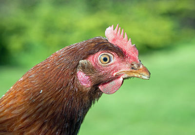 Close-up of rooster