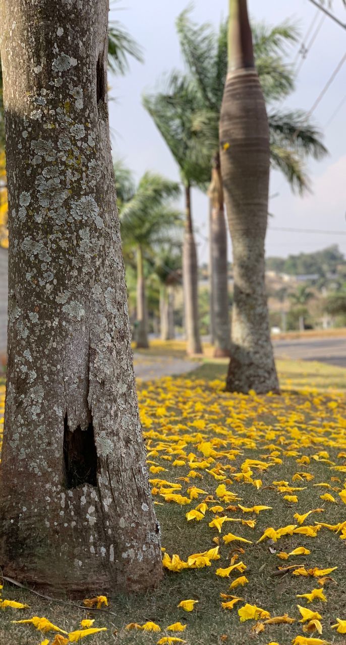 CLOSE-UP OF YELLOW FLOWERING PLANTS BY TREES