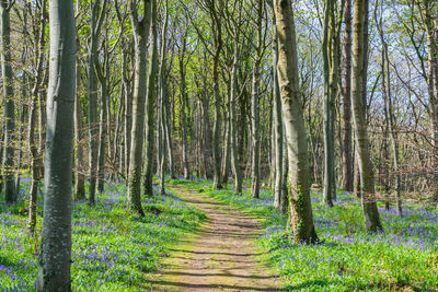 Walking path in woodland background. fresh, nature, tall tree leafless branches, trunk , bluebell
