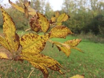 Close-up of leaves on tree