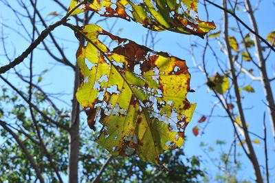 Low angle view of tree leaves against sky