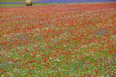 Red flowers growing in field