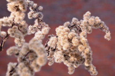 Close-up of snow on plant