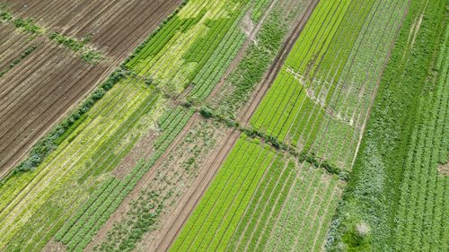 Full frame shot of boardwalk