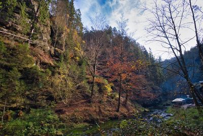 Trees growing in forest against sky during autumn