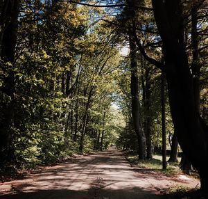 Narrow pathway along trees