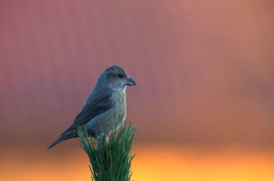 Close-up of bird perching on branch