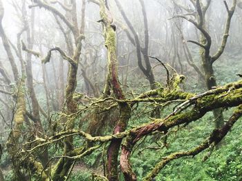 Trees in forest