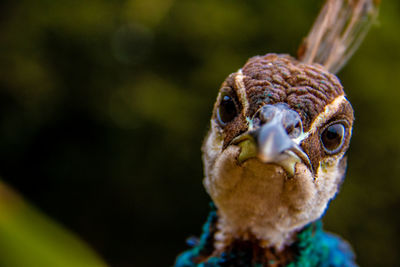 Close-up portrait of owl