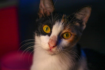 Close-up portrait of a cat