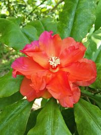 Close-up of red hibiscus blooming outdoors