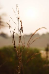 Close-up of stalks on field against sky during sunset