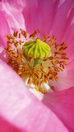 Close-up of pink flower