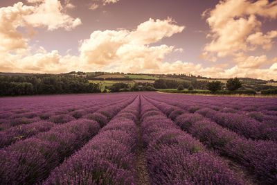 Scenic view of field against cloudy sky