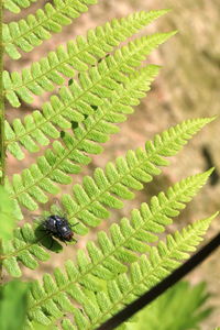High angle view of fly on a fern leaf