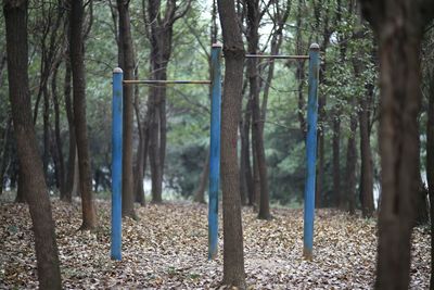 Trees growing in forest during autumn
