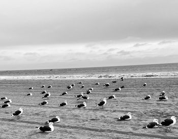 Flock of birds on beach