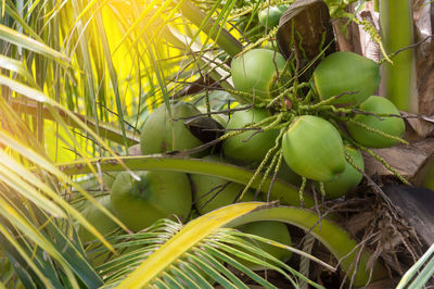 Close-up of fresh green plant