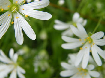 Close-up of white flowers blooming outdoors