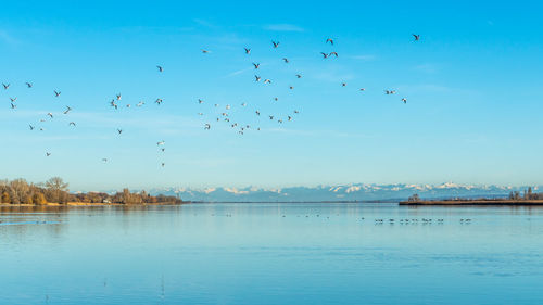 Panoramic view of the alps at lake constance with seagulls in the sky spring