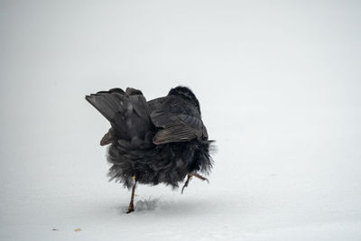 Close-up of bird perching on snow covered over white background