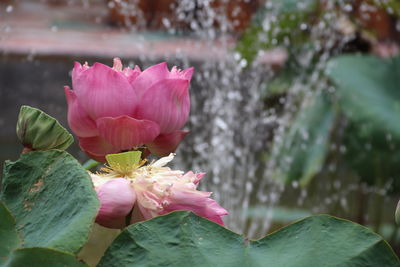 Close-up of pink lotus water lily