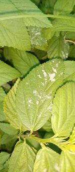 Full frame shot of fresh green leaves