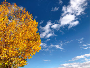 Low angle view of yellow tree against sky