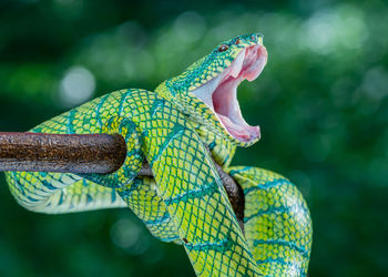 Close-up of green snake