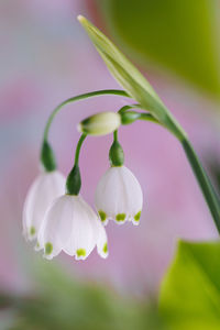 Beautiful white spring flowers closeup with blurred backround