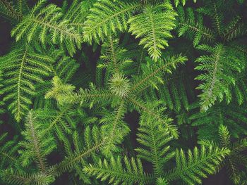 Full frame shot of pine tree