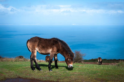 Exmoor ponies grazing and roaming free by the sea in somerset on exmoor national park
