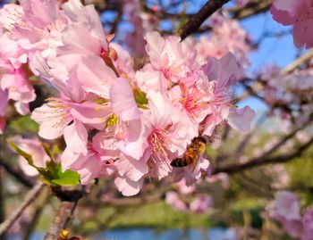 Close-up of pink cherry blossom