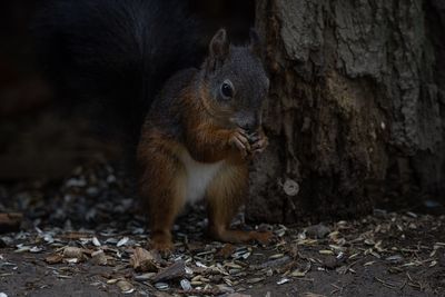 Close-up of squirrel on tree trunk