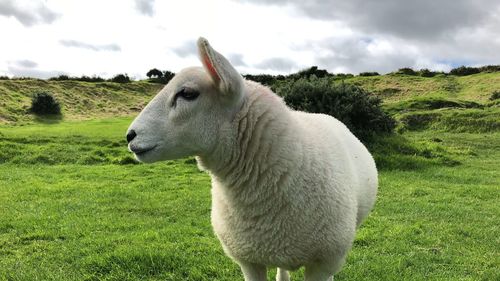 Sheep in a field