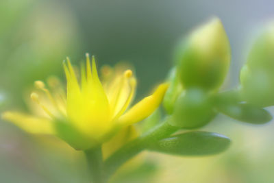 Close-up of yellow flower